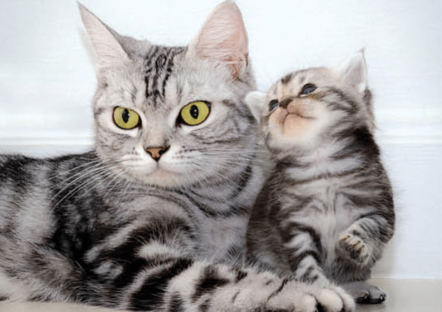 American Shorthair Cat Breed Info